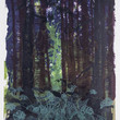Wald x-xxix, 2015, farblithographie, unikat, 50×40 cm